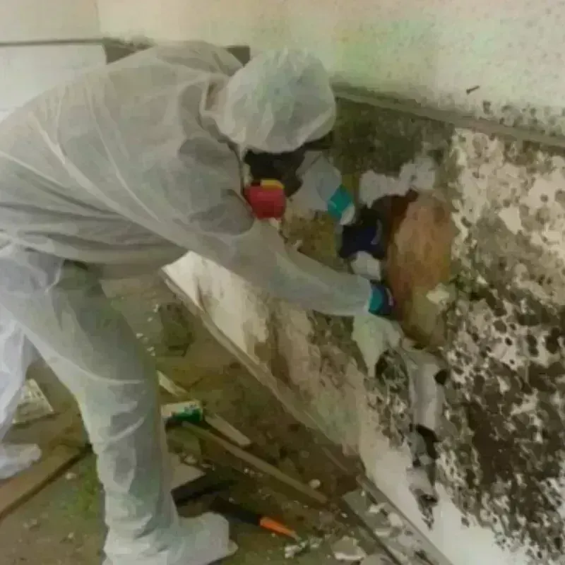 Mold Remediation and Removal in Cordell, OK